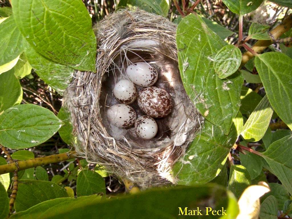 Yellow Warbler with Brown-headed Cowbird egg by Mark Peck Bird Photography is licensed under CC BY-NC-SA 2.0